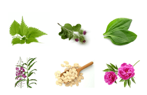planten voor prostatitis